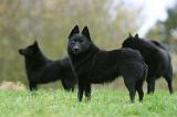 SCHIPPERKE 835